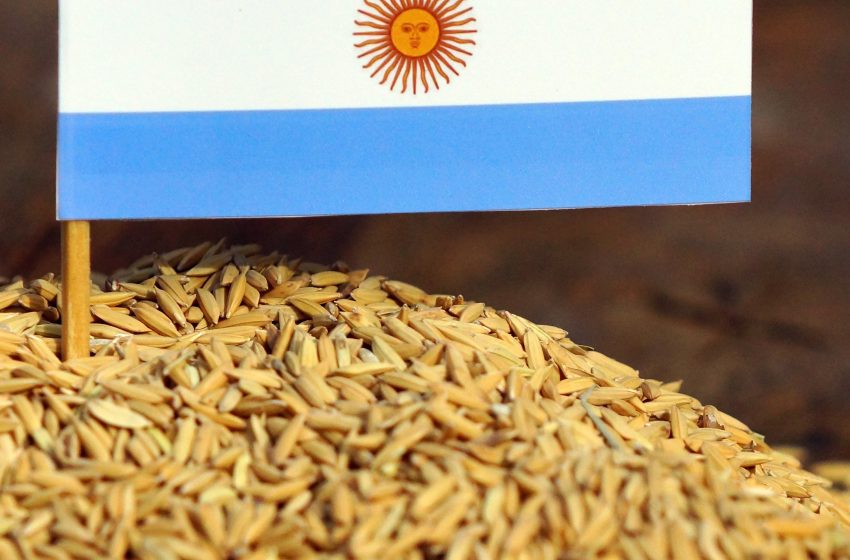  Entidades argentinas preveem um aumento de 8,4% na área semeada com arroz