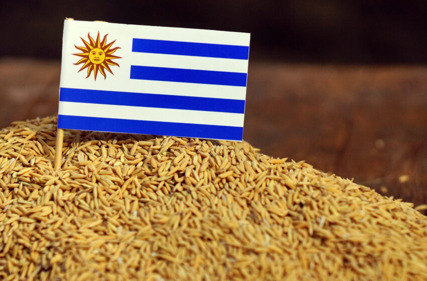  Vendas recordes do Uruguai em um ano excepcional para o arroz