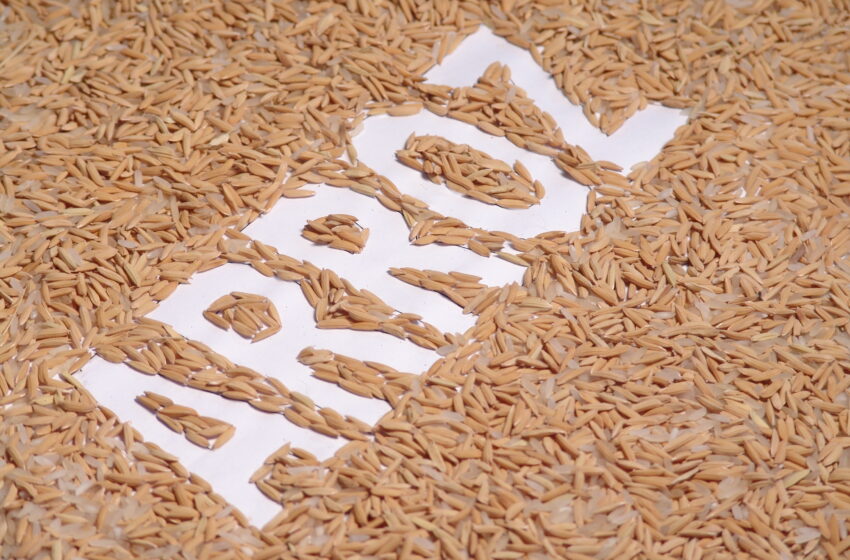  Emater vê avanço na semeadura do arroz no Rio Grande do Sul