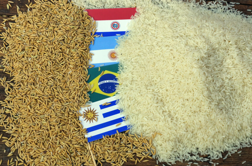  Cenários de produção de arroz no Mercosul