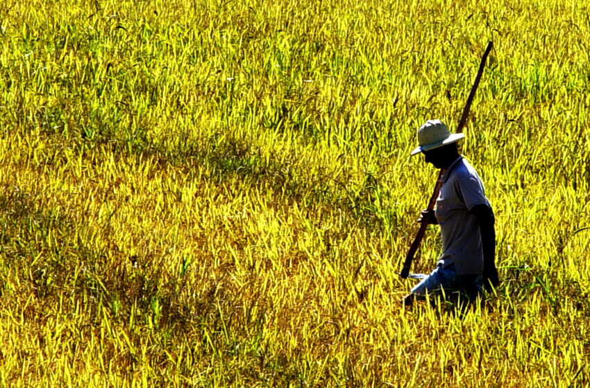  Conab prevê aumento de área e produção de arroz no Brasil em 2021/22