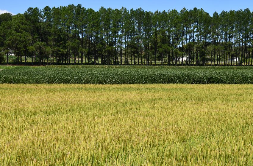  Irga apresentou o Sistema Arroz RS14 na 35ª Abertura da Colheita do Arroz