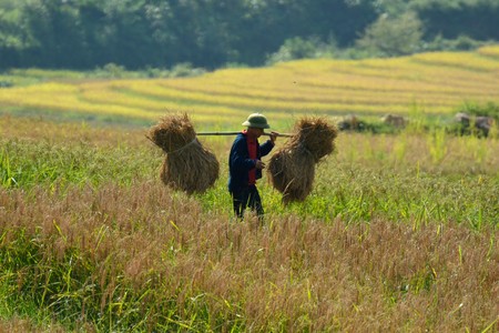  Exportadores de arroz em alerta com a Índia suspendendo restrições