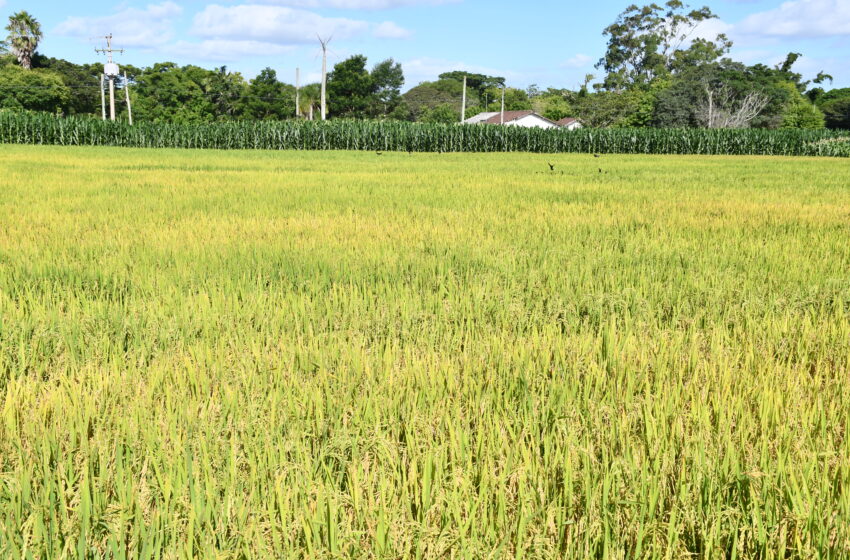  Preço do arroz segue perdendo força no Brasil