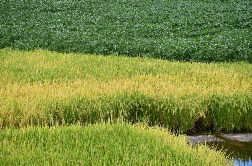  Agricultor deve estar atento à janela mais curta para exportar arroz em casca
