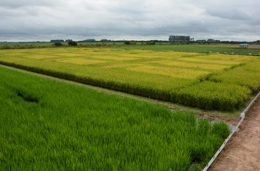  Colheita do arroz chega a 2,2% no país