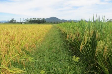 O arroz Dueto foi finalista mundial do Prêmio da Aliança Global de Bioeconomia para Impacto e Liderança em Bioeconomia 2025 (Fotos: Divulgação/Epagri)