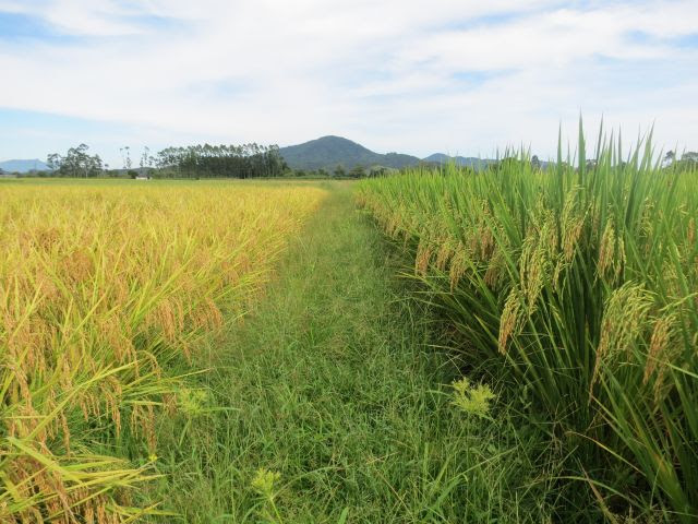  Arroz da Epagri recebe prêmio por contribuir com segurança alimentar sob mudanças climáticas