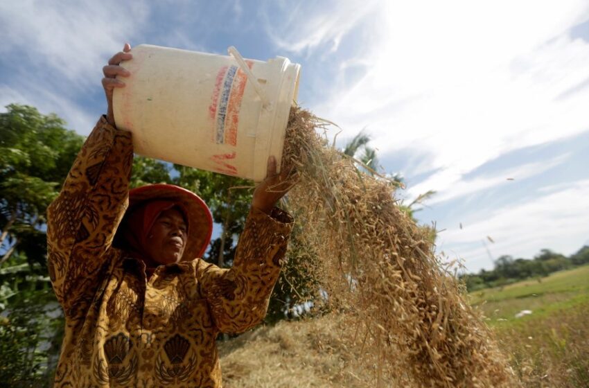  Exportações de arroz da Tailândia devem aumentar devido ao baht mais fraco
