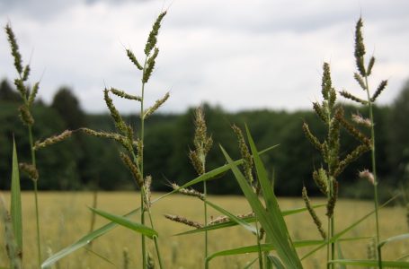 Echinochloa crus-galli é  uma das plantas daninhas de difícil controle nas lavouras de arroz