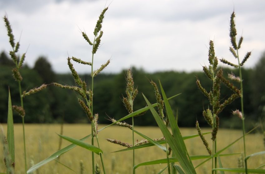 Planejando a próxima safra de arroz: manejo de plantas daninhas para altas produtividades