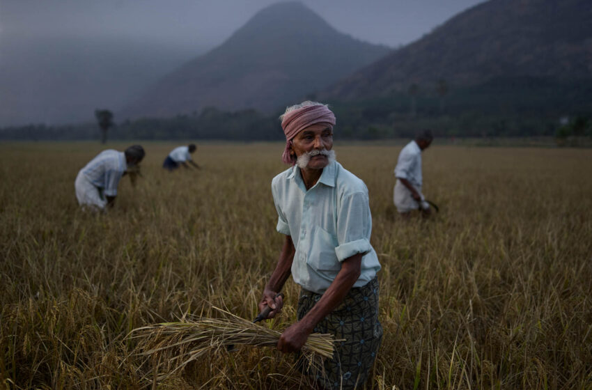  Índia deve considerar limitar exportação de arroz