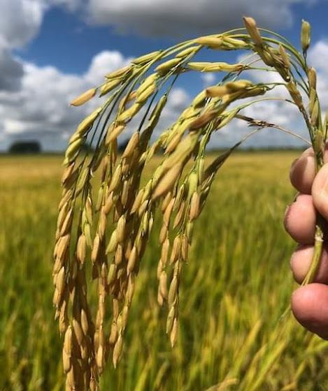  Novos leilões de contrato de opção de venda de arroz são marcados para próximo dia 20