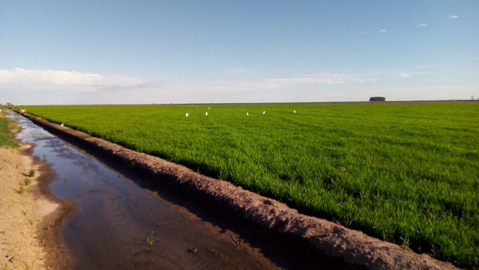 Por que o arroz “valeu mais” no primeiro semestre do que no segundo em 2021 