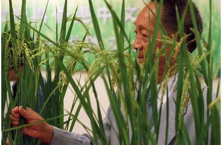  Yuan Longping, o pai do arroz híbrido, morre aos 91 anos na China