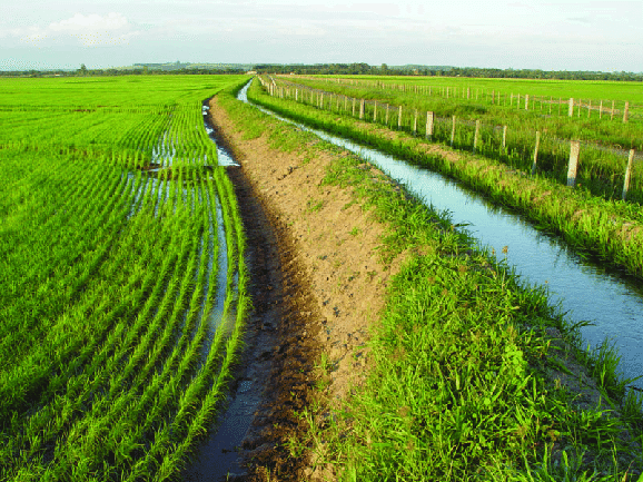  Diante da seca, custos do arroz disparam em Entre Ríos pela irrigação permanente