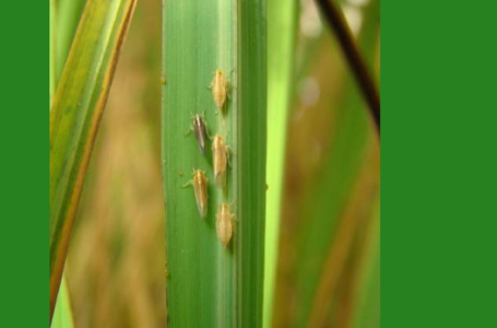Cigarrinha Delphacidae é um dos problemas desta safra no Texas (EUA)