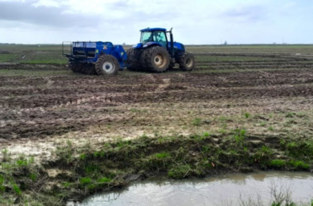 A estimativa do Irga é de um avanço na semeadura do arroz na Zona Sul acima de 10% ao dia naquelas propriedades melhor equipadas. (Foto: Manoel Afonso/Irga)