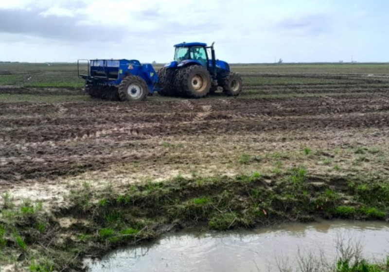  Zona Sul acelera o plantio do arroz e excede os 23% de área semeada