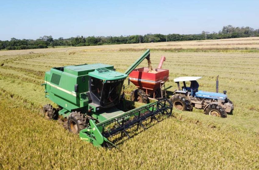  Atrasada, colheita do arroz ainda não chegou a 98%