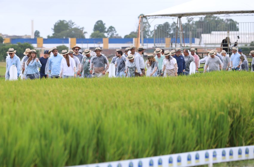  Dia de Campo reúne grande público na Estação Experimental do Arroz, em Cachoeirinha