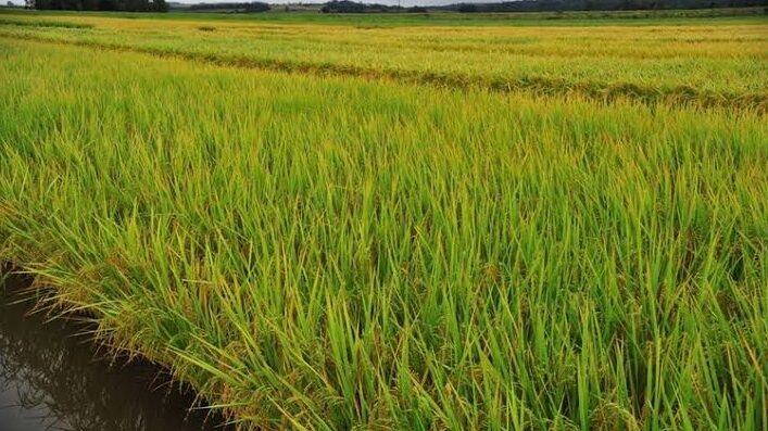  Melhoria do clima favorece safra de arroz replantada pós-cheias