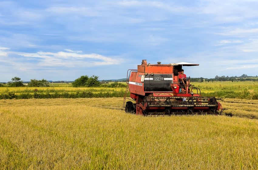  Municípios gaúchos produtores de arroz são destaque nacional em produção