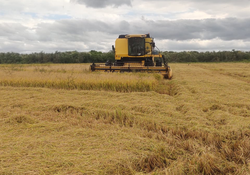 Governo publica aviso e confirma para 5 de maio os leilões de Pepro para o arroz