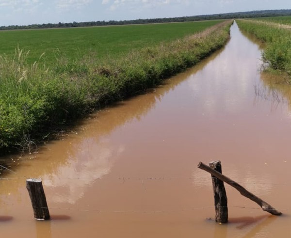  Projeto quer proibir plantio de arroz em áreas úmidas do Paraguai