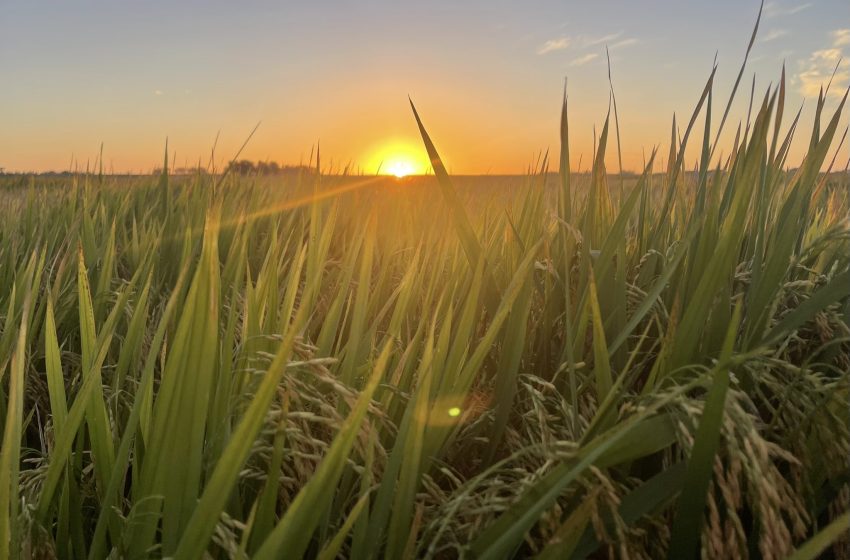  Tailândia projeta exportar 7,5 milhões de toneladas de arroz em 2025