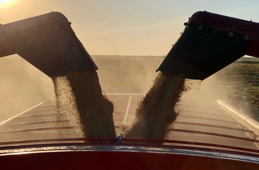  Arroz no Uruguai: preço provisório de US$ 11,05 e custos desafiadores