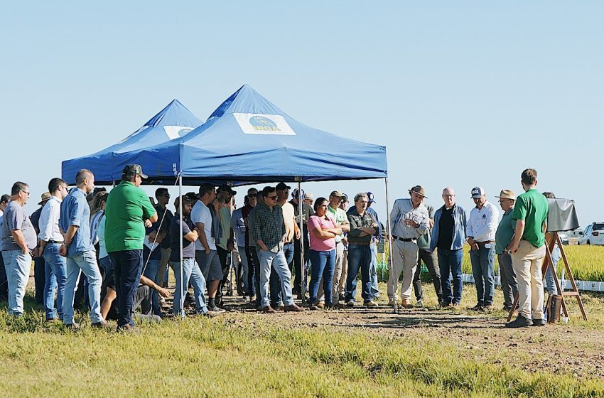  Importância do uso de sementes de qualidade pauta manhã de campo do arroz em Uruguaiana