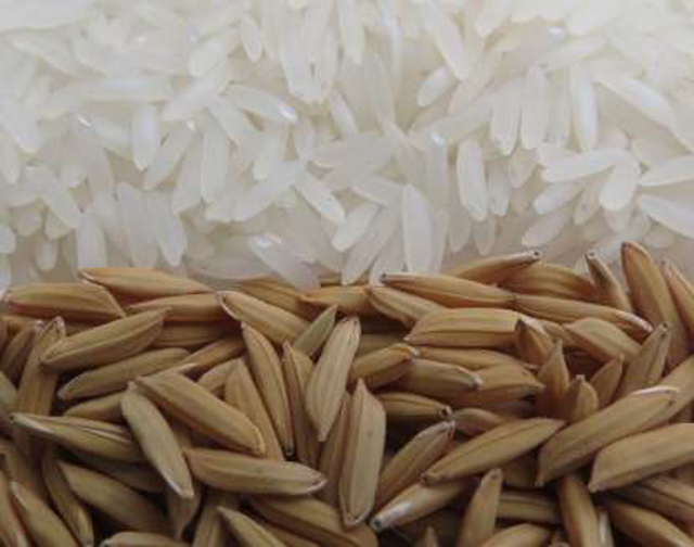  Estoque apertado e perdas com estiagem devem sustentar preço do arroz