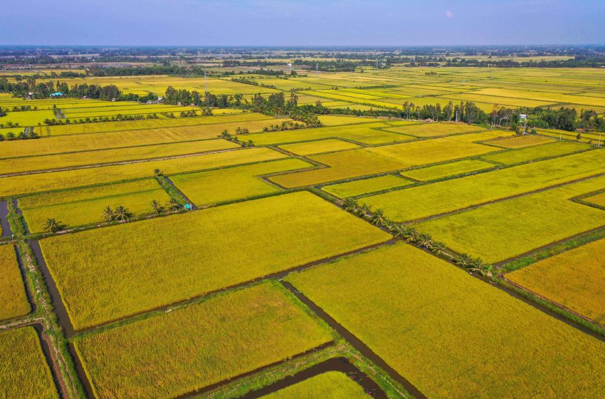  Preços do arroz de exportação do Vietnã cai ao menor nível em dois anos