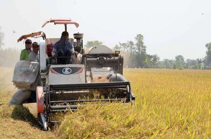  Vietnã: Preços do arroz continuam a cair acentuadamente