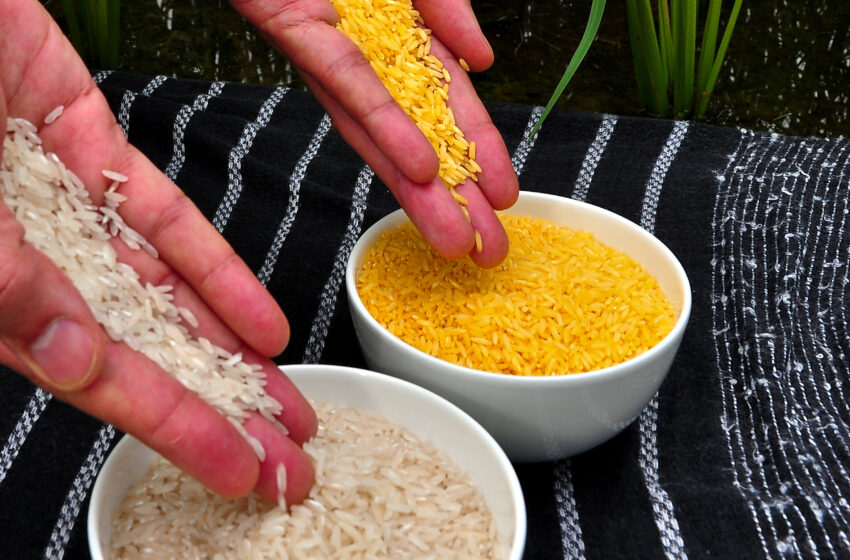  Organismo internacional de arroz buscará aprovação para uso do Golden Rice na Índia