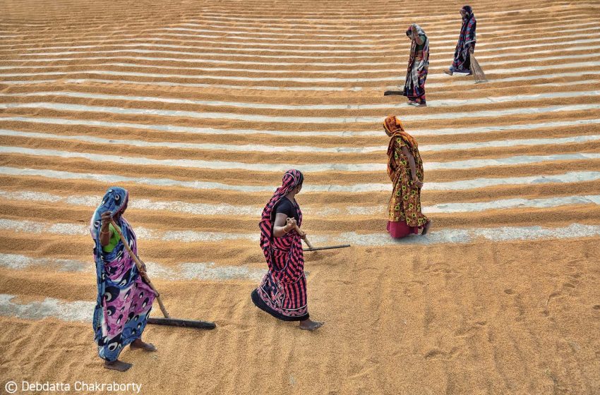  India zera impostos de exportação do arroz branco e em casca e reduz o do parboilizado