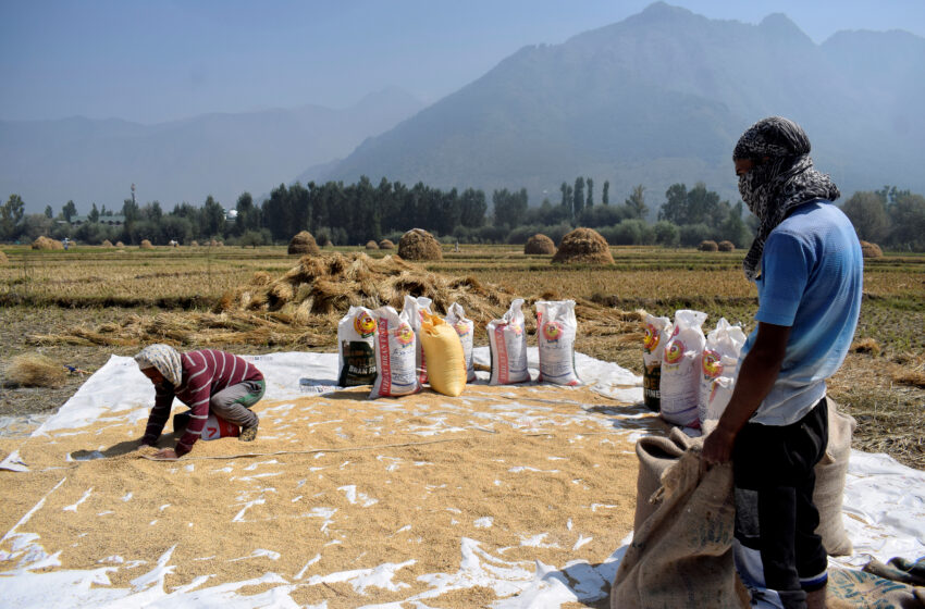  Os preços futuros do arroz caíram, mas o El Nino pode ser um catalisador