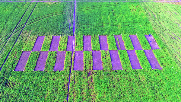  Trevo-persa reduz a necessidade de N e aumenta a produtividade de grãos em arroz irrigado