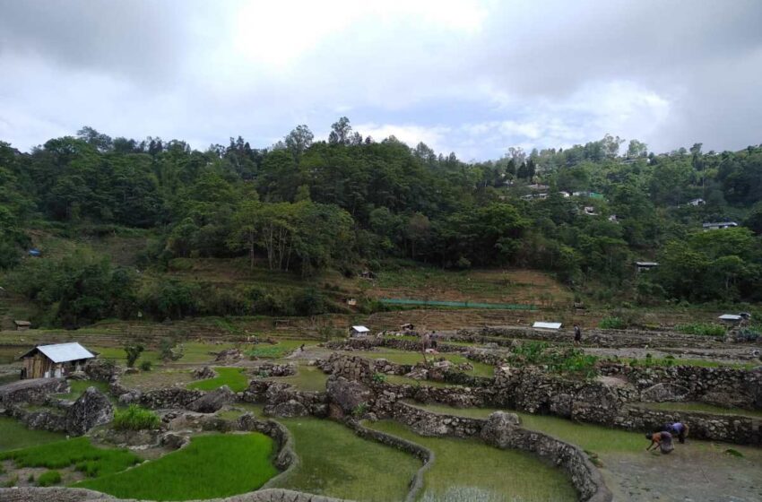  Cultivo de arroz em terraço começa em Nagaland, no Nordeste da Índia