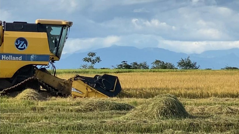  Entre Ríos: rendimento do arroz é recorde em 22 anos
