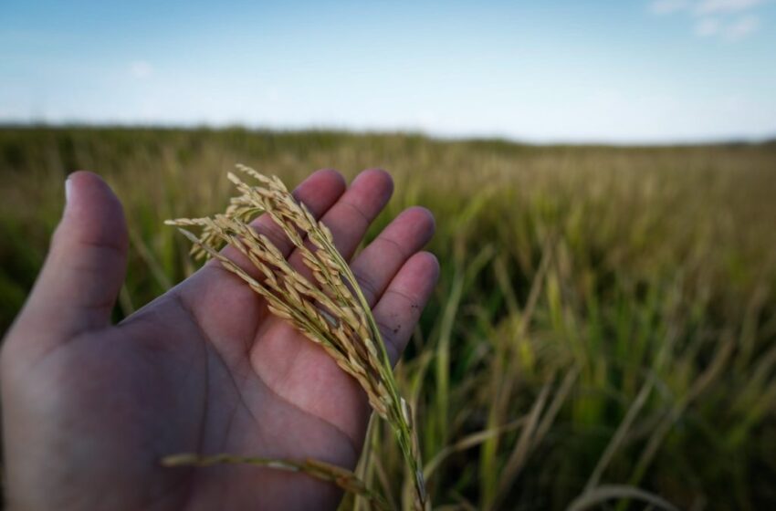  Goiás produzirá mais arroz e feijão ante a tendência de queda no país