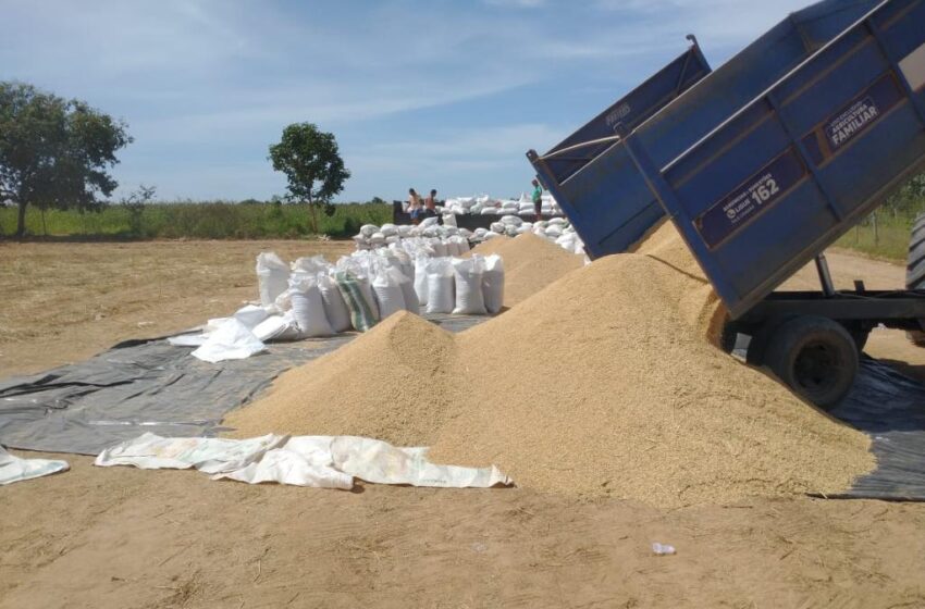  Indígenas colhem 82 t de arroz com apoio da Empaer