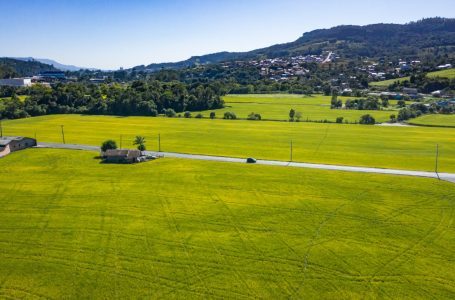 Segundo a Epagri/Cepa, mais de 57% da área com arroz no Estado é arrendada ou cultivada em sistema de parceria. Foto: Divulgação/Corteva