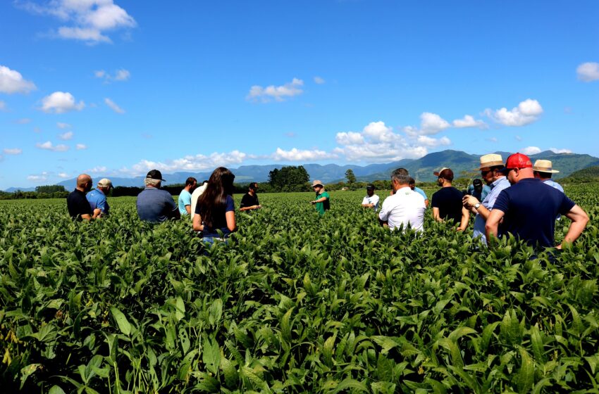  Cooperja participa do 3º dia de campo da cultura da soja