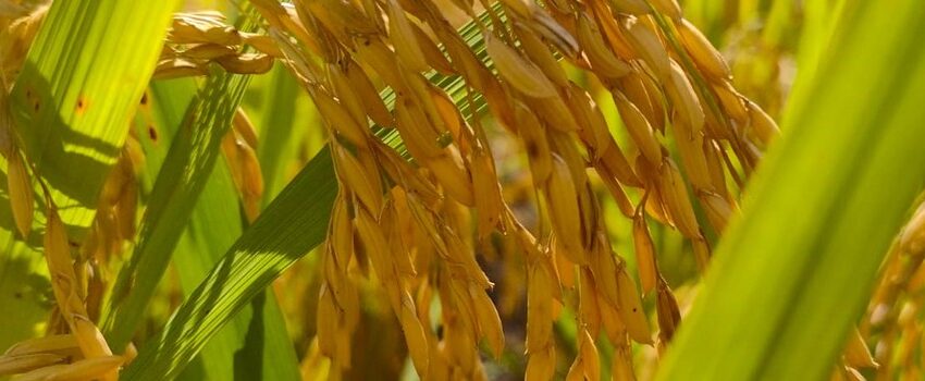  Epamig e Ufla pré-lançam cultivar de arroz de terras altas