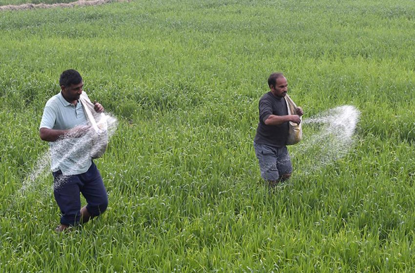  Nano-ureia levou à diminuição do rendimento e do teor de proteína do arroz e do trigo