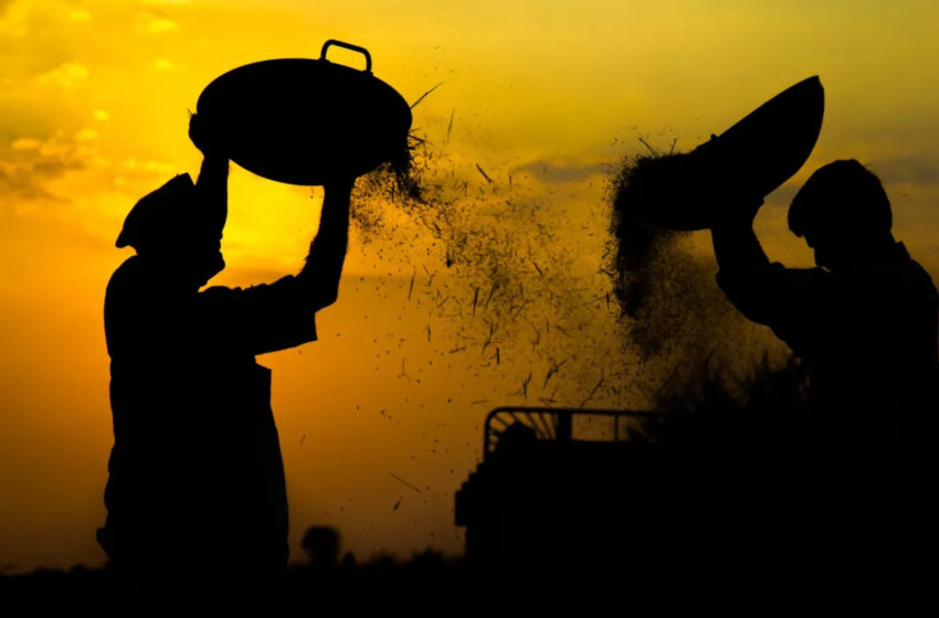  Exportações de commodities agrícolas caem para 1,79 milhão de toneladas na Índia