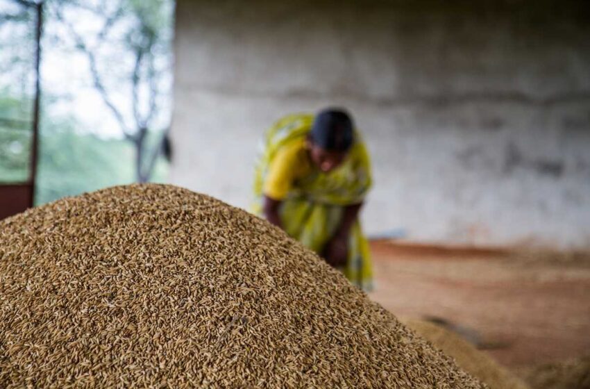  Preços do arroz na Índia diminuem devido à retração da demanda