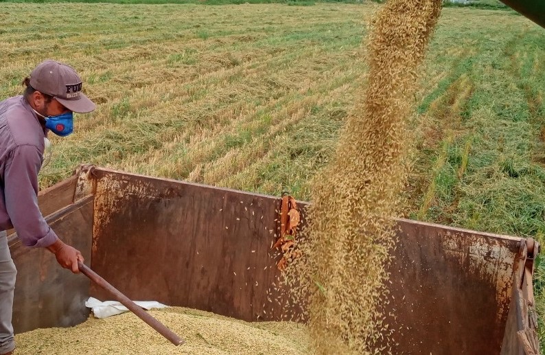 Goiás deve contribuir para incremento na safra brasileira de arroz